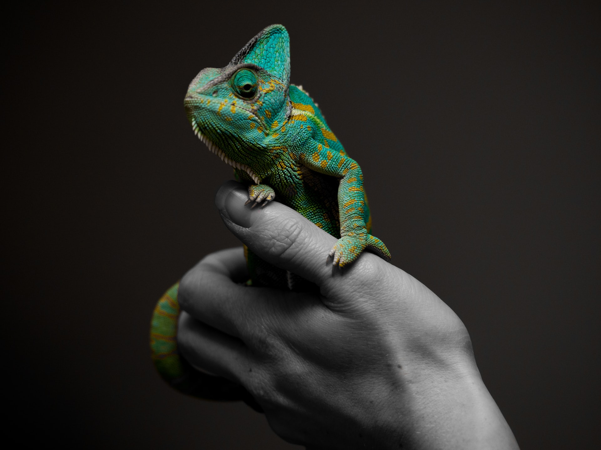 Picture of someone holding a chameleon