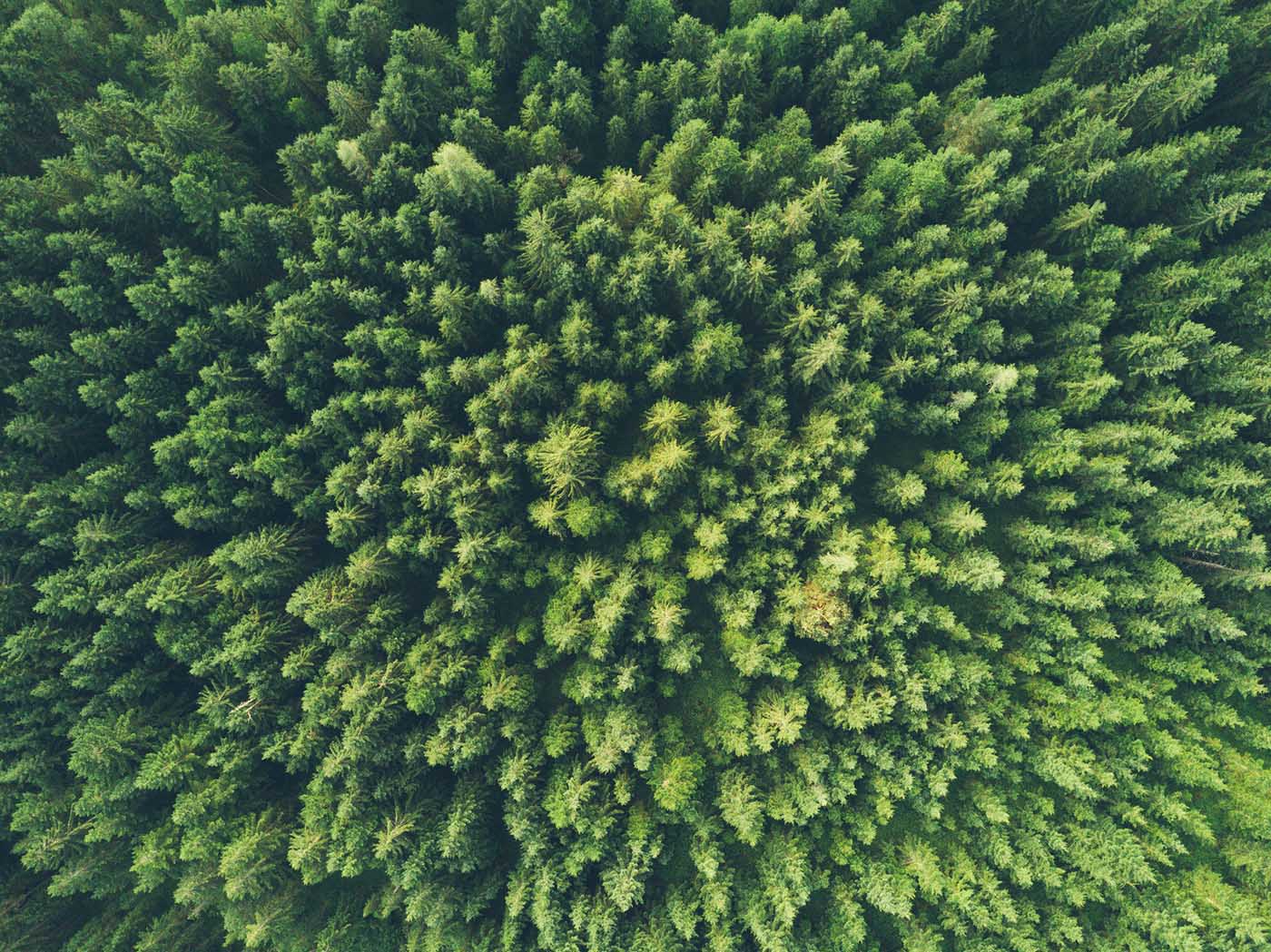 Photo of a forest from the sky by John O'Nolan on Unsplash.
