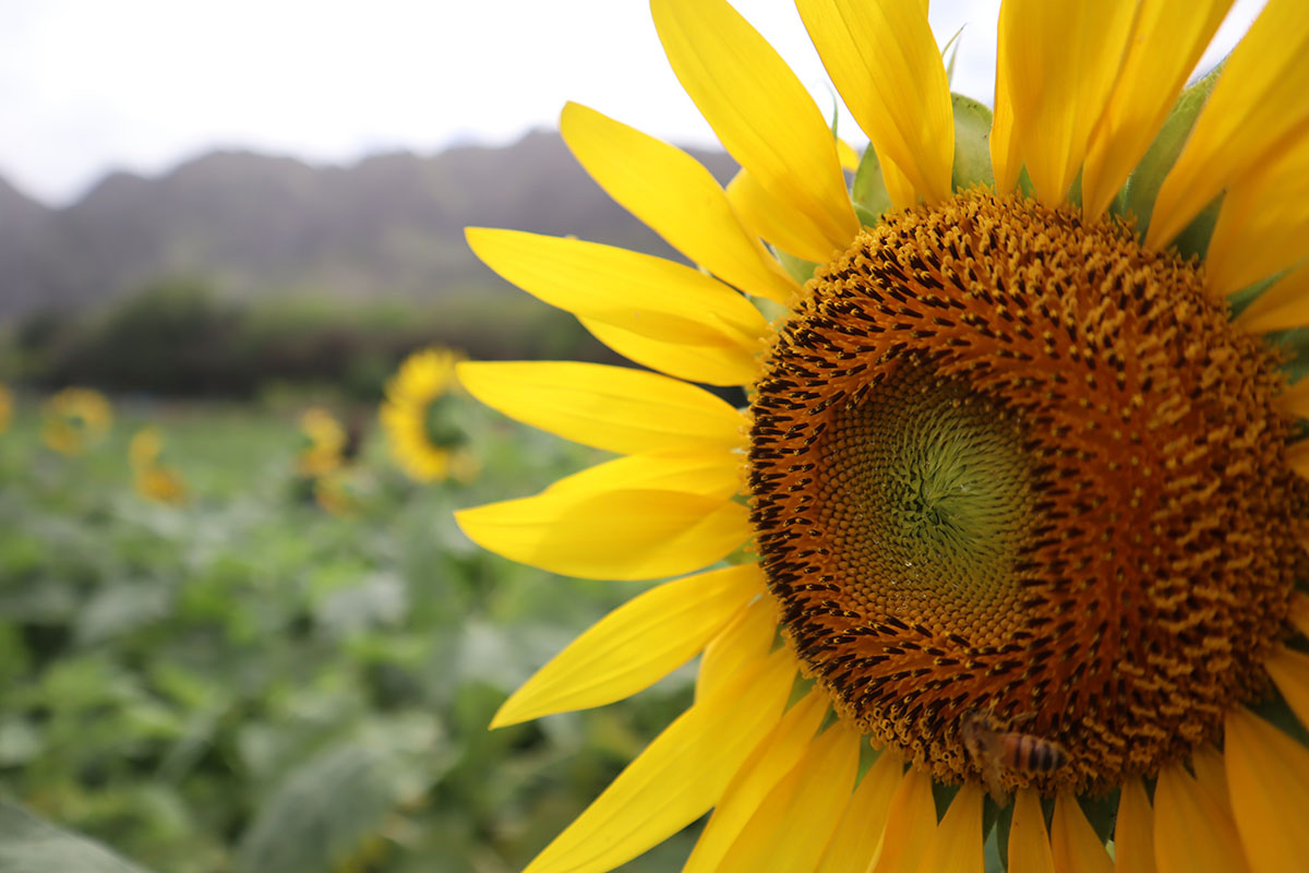 Picture of a sunflower evoking the idea of the sustainable development goals.