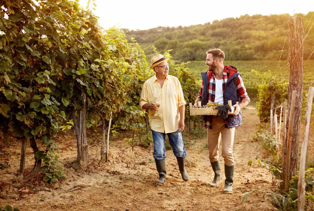 smiling winemaker father and son harvesting grapes