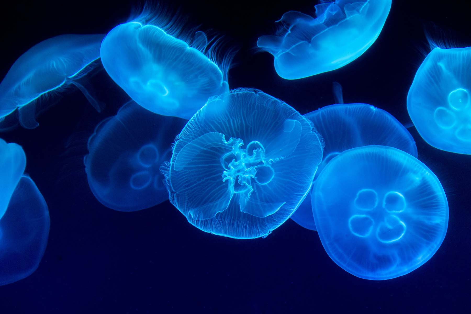 Jellyfish by Marat Gilyadzinov/Unsplash