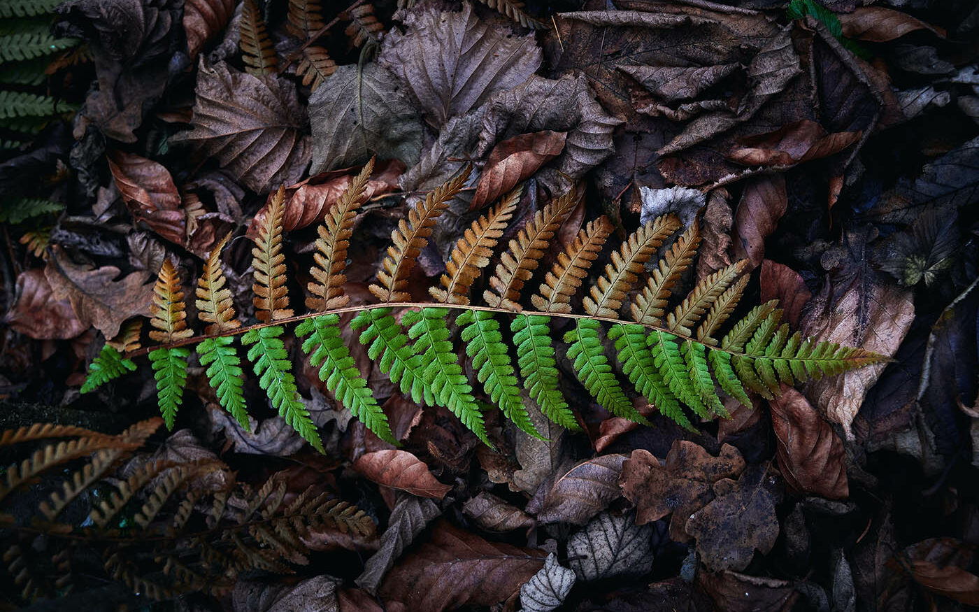 A fern leaf on dead leaves