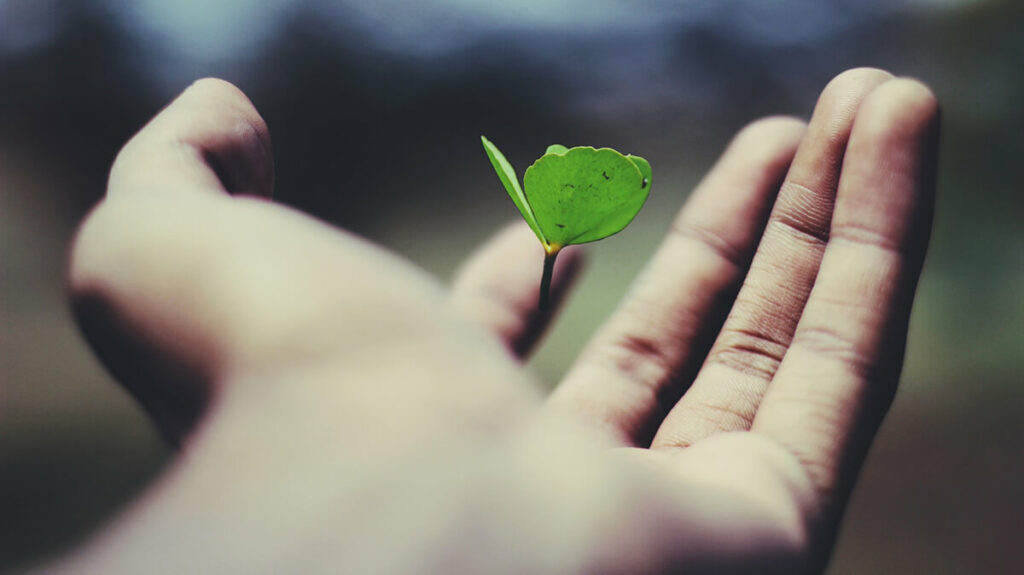 Floating green leaf plant on person's hand, ©Ravi Roshan / Unsplash