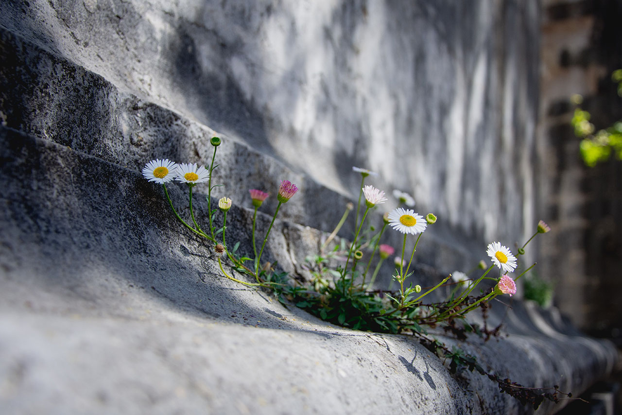 White and yellow flowers on gray concrete floor, © Sandra Grünewald / Unsplash